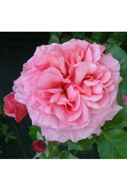 Великі махрові бутони троянди Алоха